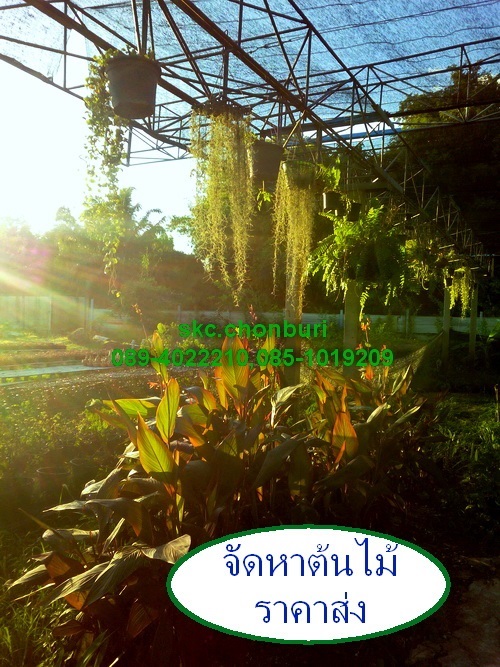 ขายต้นไม้ราคาส่ง | SKC Chonburi - เมืองชลบุรี ชลบุรี