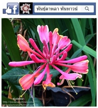 สายน้ำผึ้งสีชมพูดอกหอม