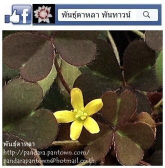 Oxalis | พันธุ์ดาหลา - เมืองเชียงใหม่ เชียงใหม่