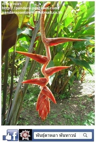 Heliconia Vellerigera | พันธุ์ดาหลา - เมืองเชียงใหม่ เชียงใหม่