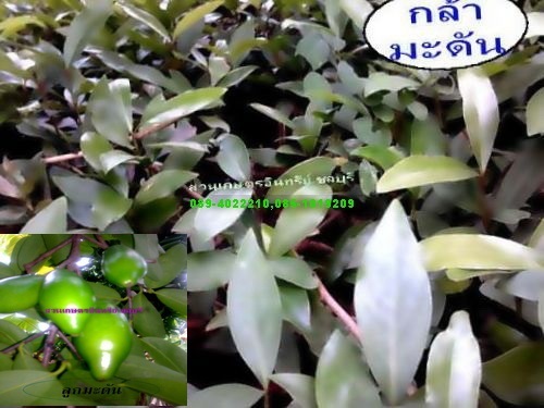 ขายต้นกล้ามะดันราคาถูก(ปลีก/ส่ง) | สวนเกษตรอินทรีย์ - พนัสนิคม ชลบุรี