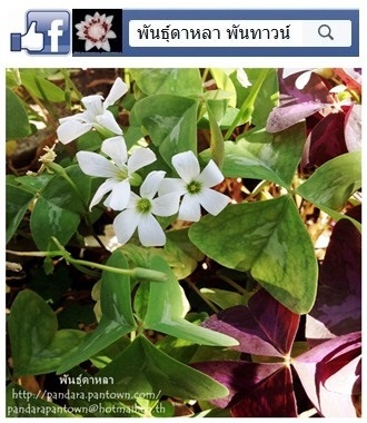 Oxalis ใบสีเขียวด่างขาวดอกขาว