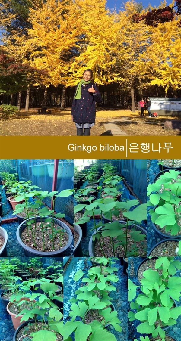 ต้นแปะก๊วย (Ginkgo Biloba)