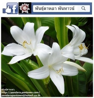 ว่านเศรษฐีนางกวัก | พันธุ์ดาหลา - เมืองเชียงใหม่ เชียงใหม่