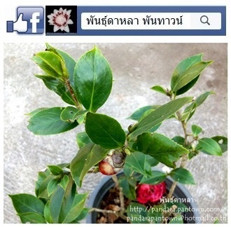 Camellia | พันธุ์ดาหลา - เมืองเชียงใหม่ เชียงใหม่