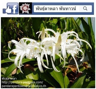 ว่านเศรษฐีพายทอง | พันธุ์ดาหลา - เมืองเชียงใหม่ เชียงใหม่