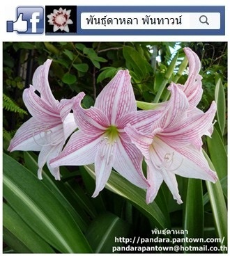 ว่านรางเงิน | พันธุ์ดาหลา - เมืองเชียงใหม่ เชียงใหม่