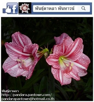 ว่านางทองดอกแดง | พันธุ์ดาหลา - เมืองเชียงใหม่ เชียงใหม่