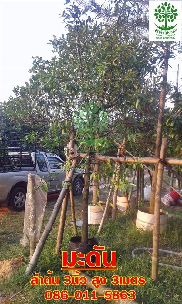 ขายต้นมะดันลำต้น 3นิ้ว สูง3เมตร ติดลูกแล้ว | จริงใจไม้มงคล แอนด์ แลนด์สเคป - ลำลูกกา ปทุมธานี