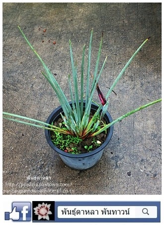 Narrow-Leafed Bird of Paradise  | พันธุ์ดาหลา - เมืองเชียงใหม่ เชียงใหม่