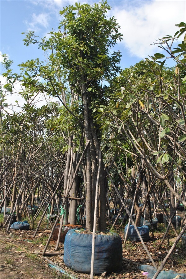 จิกน้ำ PANAGARDEN | พนาการ์เด้น -  นครนายก