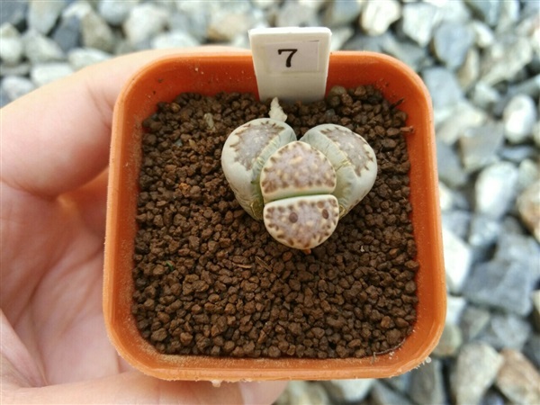 Lithops | cactus_mania -  สมุทรปราการ