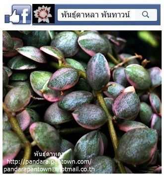 เดฟกระดุมแคระด่างชมพู | พันธุ์ดาหลา - เมืองเชียงใหม่ เชียงใหม่