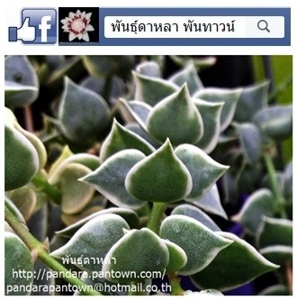 เดฟหัวใจแคระใบด่าง | พันธุ์ดาหลา - เมืองเชียงใหม่ เชียงใหม่