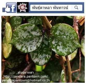 เดฟใบโพธิ์แคระด่างลายหินอ่อน | พันธุ์ดาหลา - เมืองเชียงใหม่ เชียงใหม่