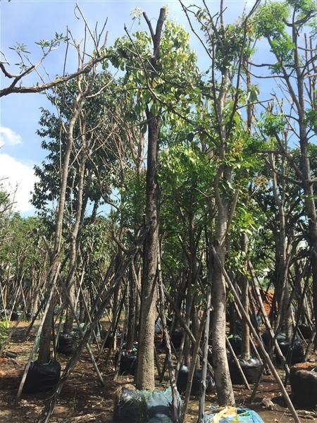 ต้นหว้า PANAGARDEN | พนาการ์เด้น -  นครนายก