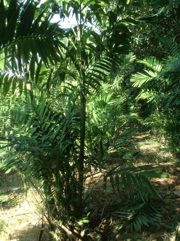 ต้น หมากเขียว | สวนคำ การ์เดน - ดอนตูม นครปฐม