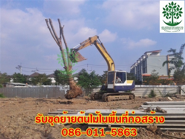 บริการรับย้ายต้นไม้ในเขตพื้นที่ก่อสร้าง | จริงใจไม้มงคล แอนด์ แลนด์สเคป - ลำลูกกา ปทุมธานี