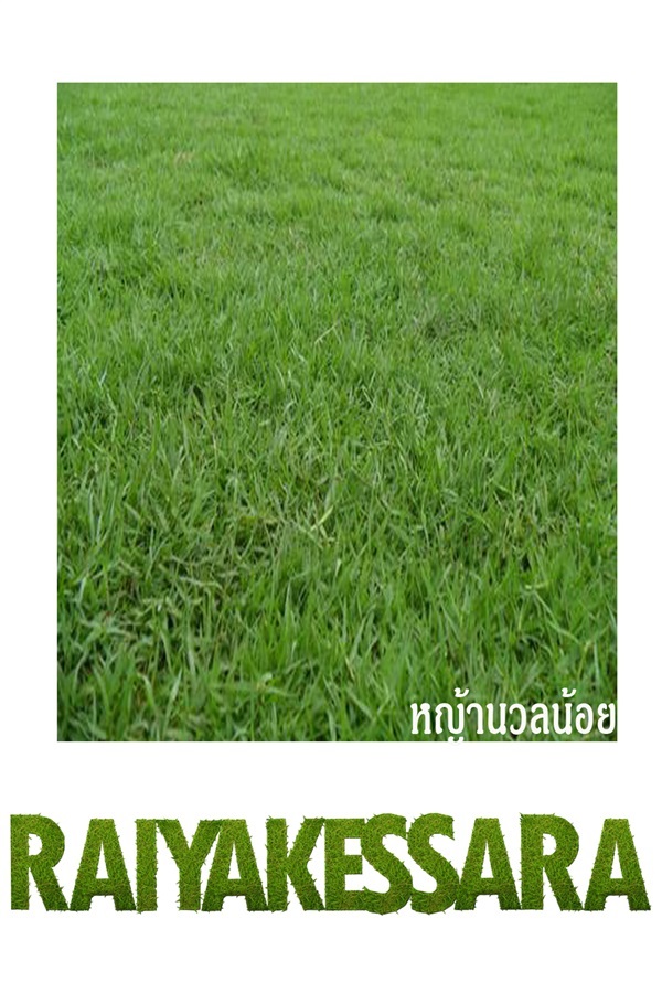 หญ้านวลน้อย | ไร่หญ้าเกศรา - ลำลูกกา ปทุมธานี