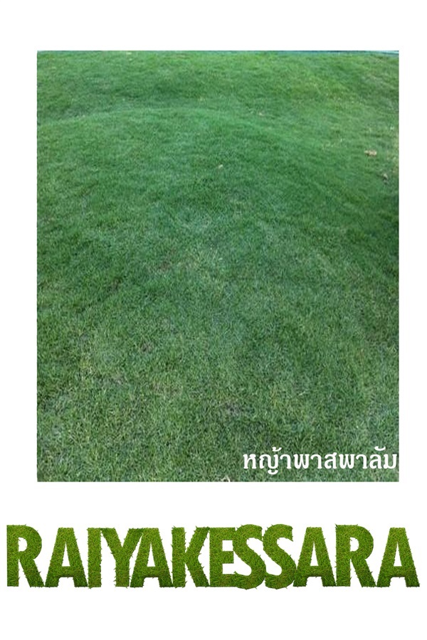 หญ้าพลาสพาลั่ม  | ไร่หญ้าเกศรา - ลำลูกกา ปทุมธานี