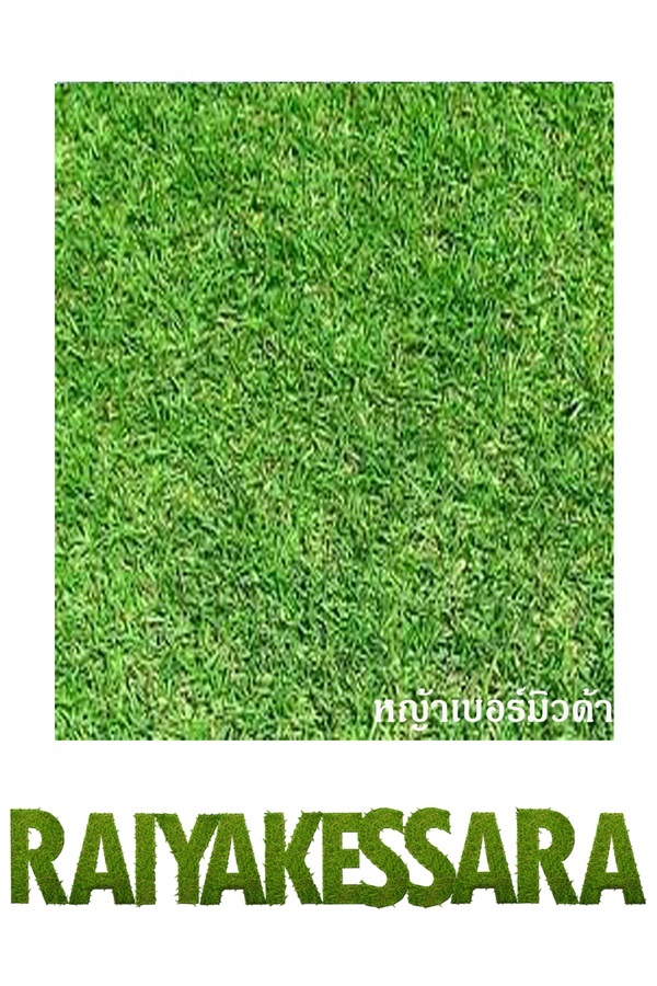 หญ้าเบอมิวด้า | ไร่หญ้าเกศรา - ลำลูกกา ปทุมธานี