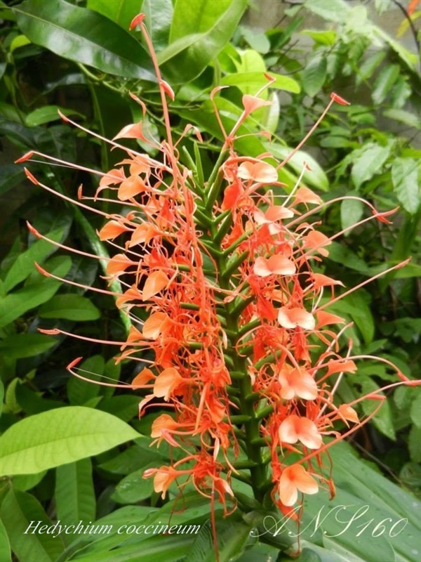 มหาหงส์แดง Hedychium coccineum