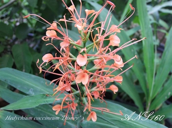 มหาหงส์แดงดีสนีย์ Hedychium coccineum Disney | ปฏิพัทธ์พฤกษา - เมืองลำปาง ลำปาง