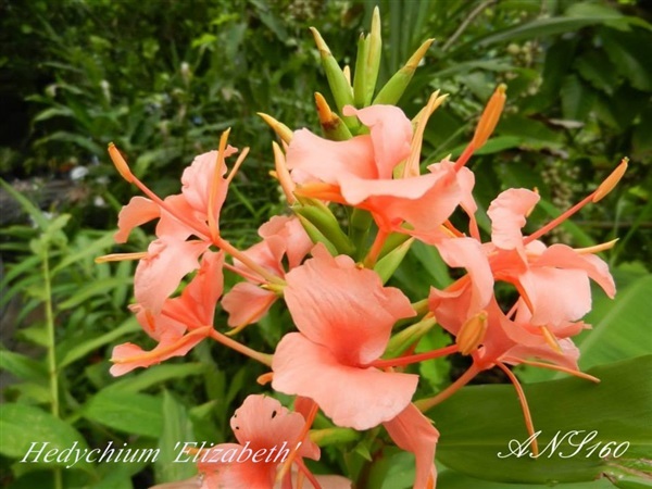 มหาหงส์ชมพูอลิซาเบธ Hedychium Elizabeth | ปฏิพัทธ์พฤกษา - เมืองลำปาง ลำปาง