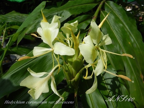 มหาหงส์เหลือง Hedychium coronarium var.flavescens | ปฏิพัทธ์พฤกษา - เมืองลำปาง ลำปาง