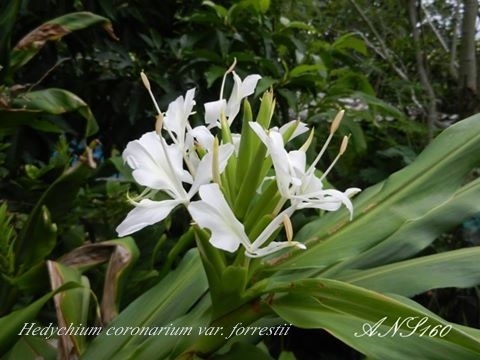 มหาหงส์ขาวช่อ Hedychium coronarium var.foresstii | ปฏิพัทธ์พฤกษา - เมืองลำปาง ลำปาง