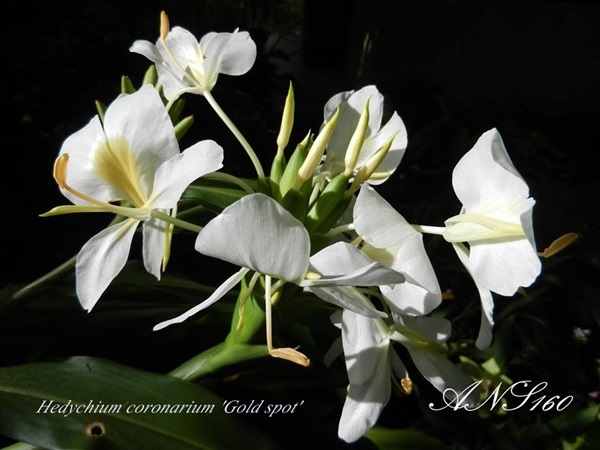 มหาหงส์ขาวแต้มเหลือง Hedychium coronarium Gold spot