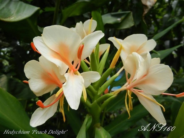 มหาหงส์พีชดีไลท์ Hedychium Peach Delight