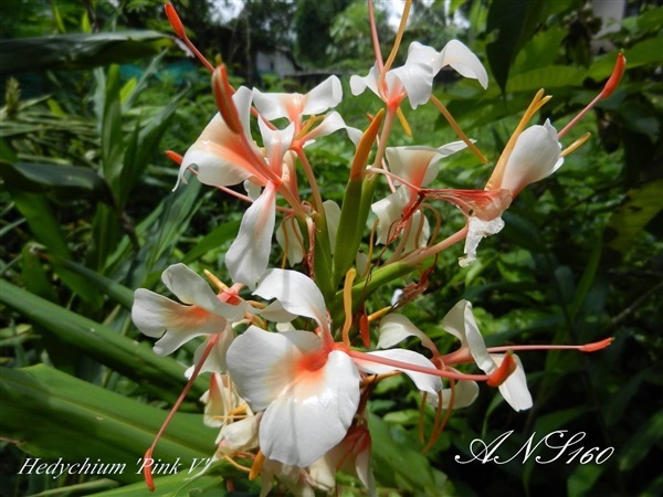 มหาหงส์พิงค์วี Hedychium Pink V