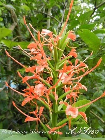 มหาหงส์สลิมออเรนจ์ Hedychium slim orange | ปฏิพัทธ์พฤกษา - เมืองลำปาง ลำปาง