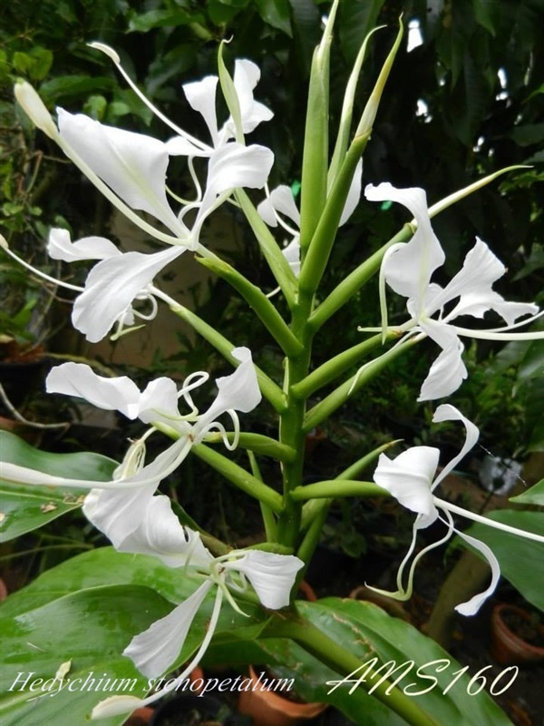 ตาเหินหลวง Hedychium stenopetalum