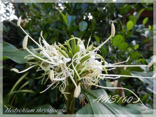 มหาหงส์เข็มปักหมอน Hedychium thrysiforme