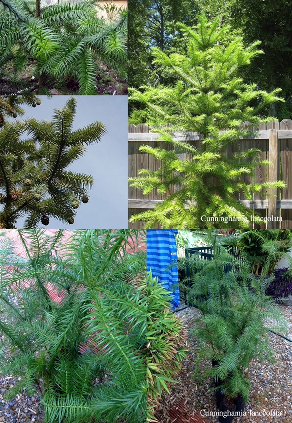 สน Cunninghamia lanceolata | สวนมิตร - เมืองเชียงใหม่ เชียงใหม่