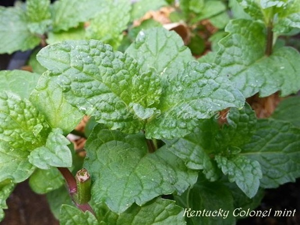 Kentucky Colonel mint | MAomblooms - แม่เมาะ ลำปาง