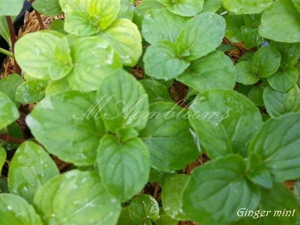 Ginger mint | MAomblooms - แม่เมาะ ลำปาง