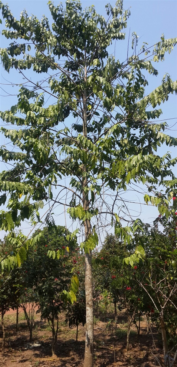 กระดังงาไทย6" | สวนทวี - เมืองปราจีนบุรี ปราจีนบุรี