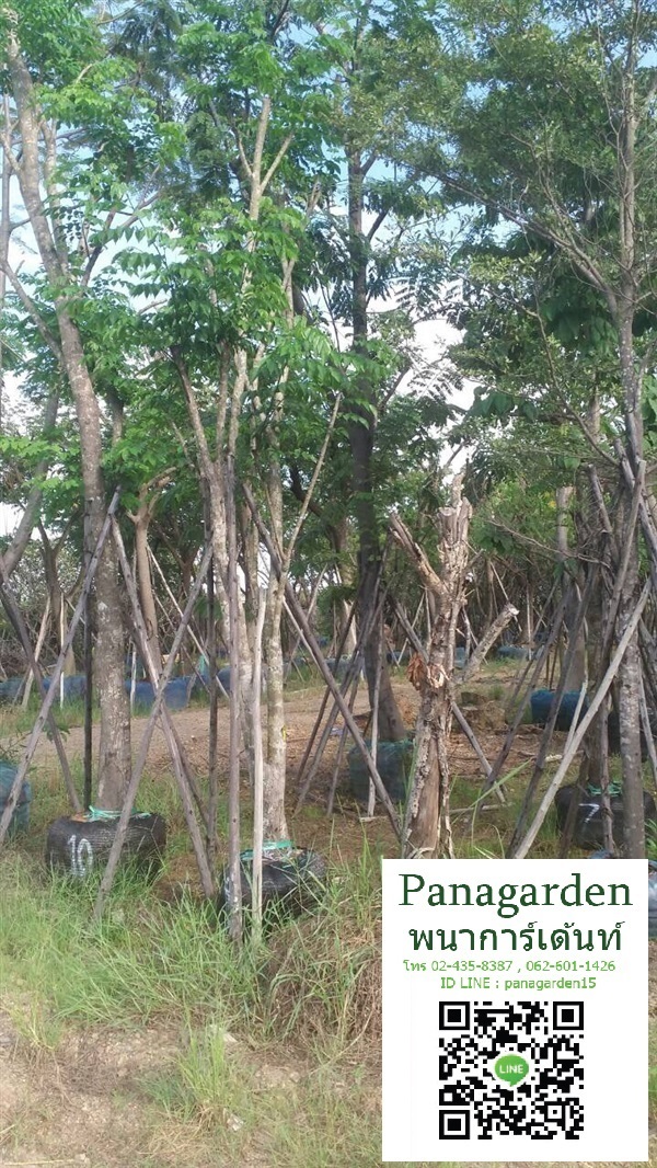 ประดู่ป่า  PANAGARDEN | พนาการ์เด้น -  นครนายก