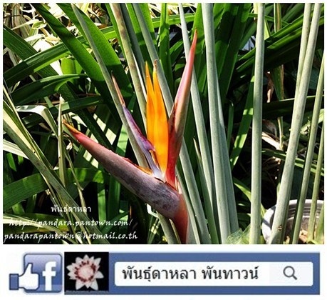 Narrow-Leafed Bird of Paradise | พันธุ์ดาหลา - เมืองเชียงใหม่ เชียงใหม่