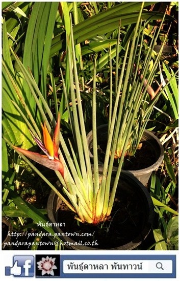 Narrow Leafed Bird of Paradise | พันธุ์ดาหลา - เมืองเชียงใหม่ เชียงใหม่