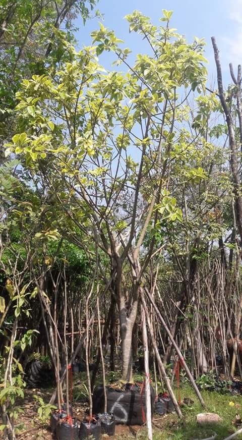 ต้นยางอินเดียด่าง | สามพี่น้องพันธุ์ไม้ - แก่งคอย สระบุรี