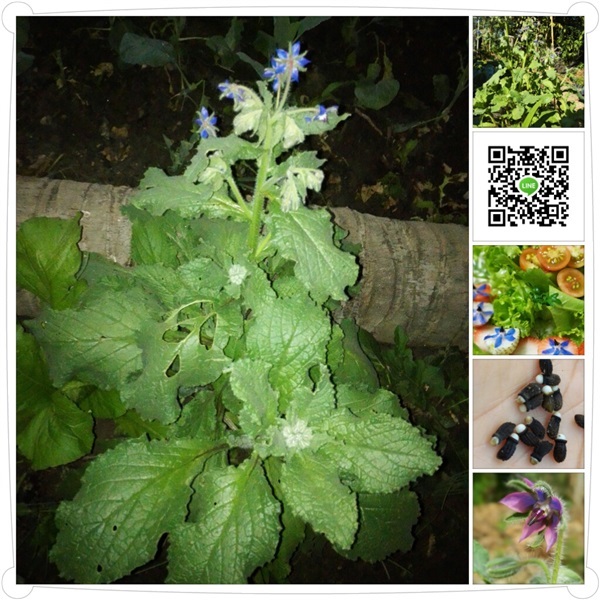 เมล็ด และต้นโบราจ : Borage  หรือ starflower ค่ะ | สวนในฝัน - เมืองเชียงใหม่ เชียงใหม่