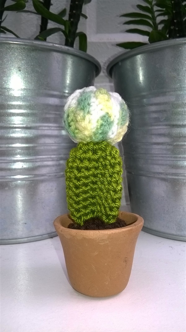 cactus 1.5" | Cactus  "never dies" - บางนา กรุงเทพมหานคร