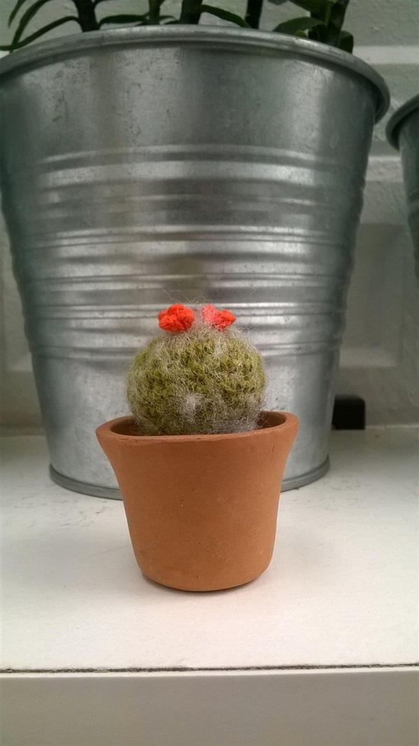 cactus 1.5" | Cactus  "never dies" - บางนา กรุงเทพมหานคร