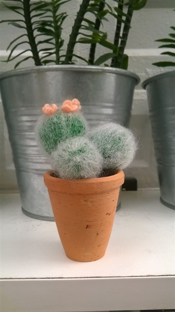 cactus 1.8"(1) / ขายแล้ว