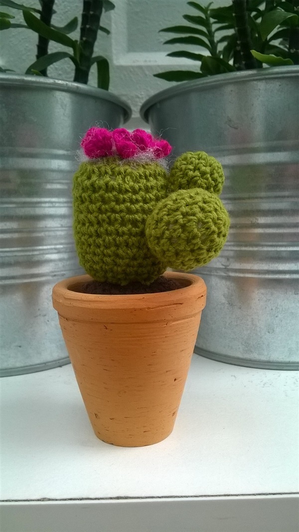 cactus 1.8"(2) / ขายแล้ว