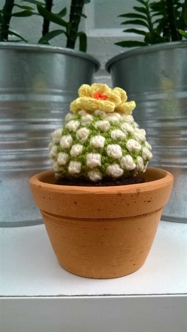 cactus 3"(1) | Cactus  "never dies" - บางนา กรุงเทพมหานคร